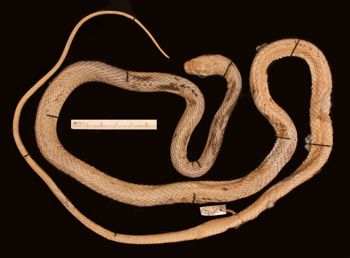 Media type: image;   Herpetology R-902